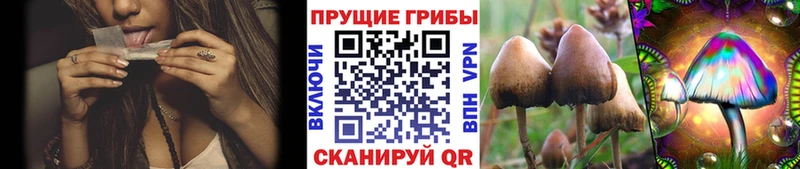 Псилоцибиновые грибы Psilocybine cubensis  Купить закладки  Киренск 